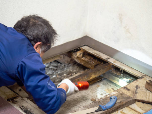 Professional Mold Removal in Cedar Hills, OR