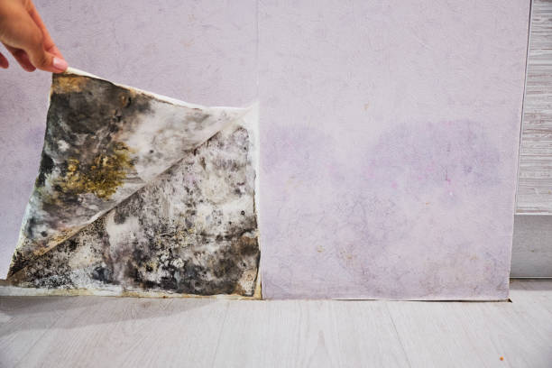 Best Residential Mold Removal  in Cedar Hills, OR